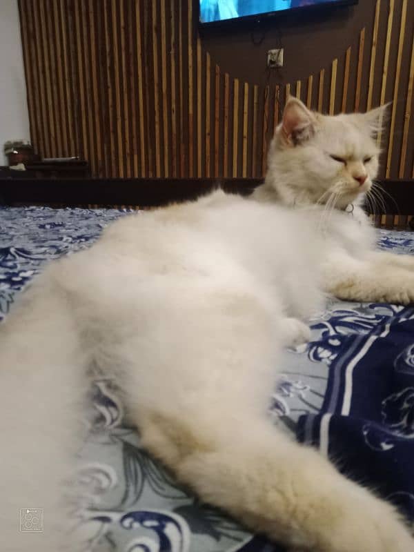 14 month female Mano name very active and play full female cat 10