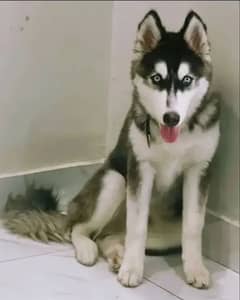 Siberian husky male