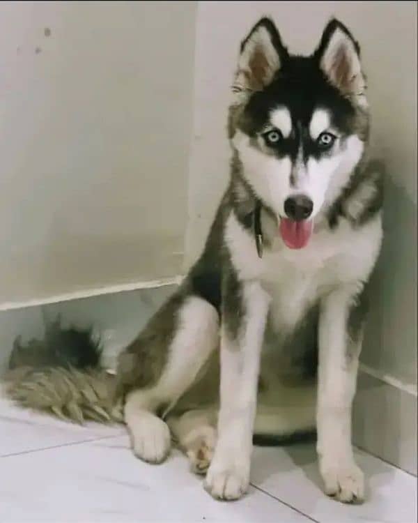 Siberian husky male 0