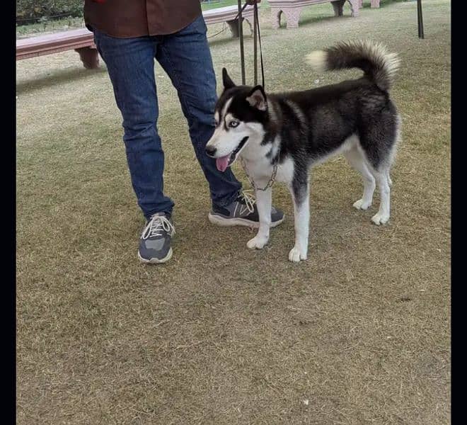 Siberian husky male 1