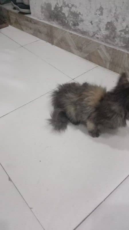 double coat cat male 3