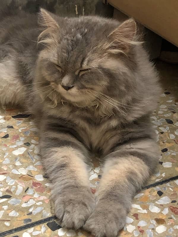 Triple coat Grey Persian Cat 1