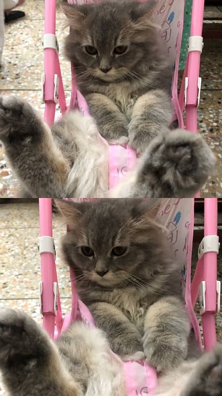 Triple coat Grey Persian Cat 2