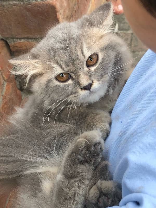 Triple coat Grey Persian Cat 4