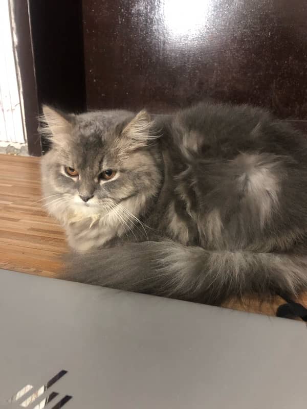 Triple coat Grey Persian Cat 10