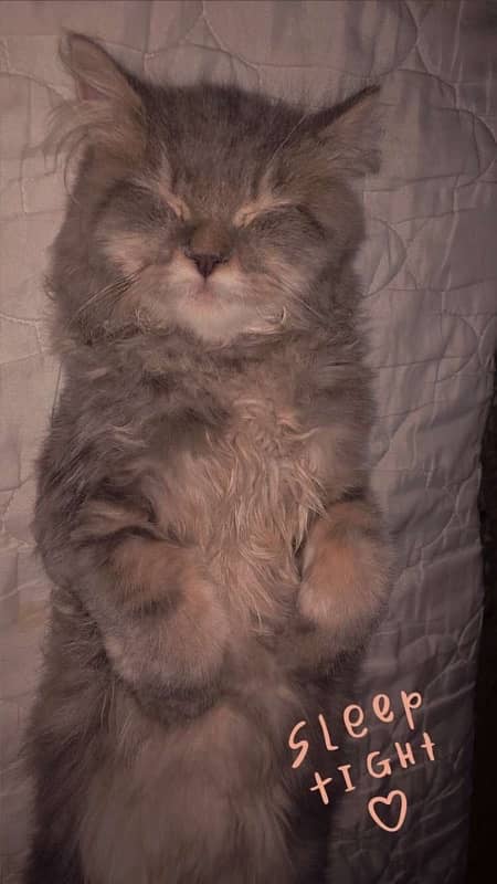 Triple coat Grey Persian Cat 14