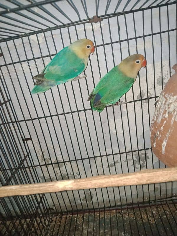 love bird blue opline pair 0