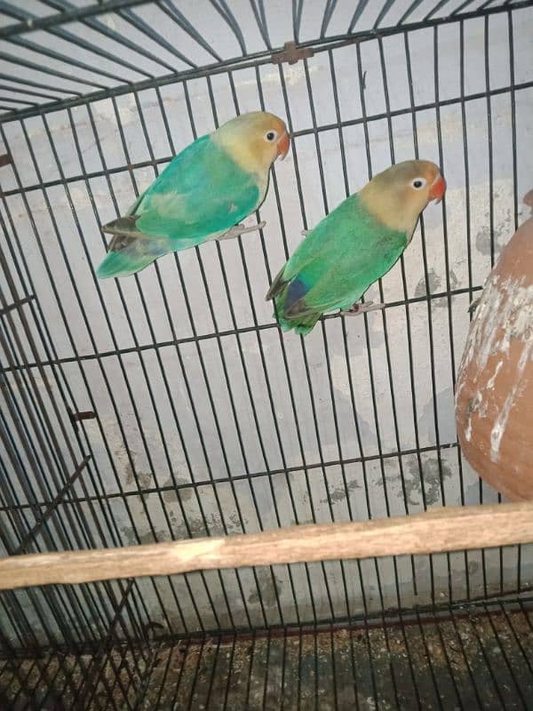 love bird blue opline pair 1