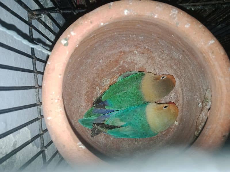 love bird blue opline pair 2