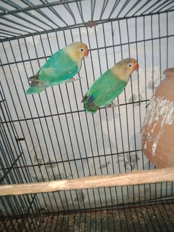 love bird blue opline pair 3