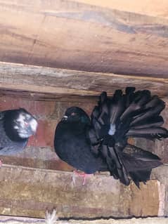 English fantail breeder pair granted