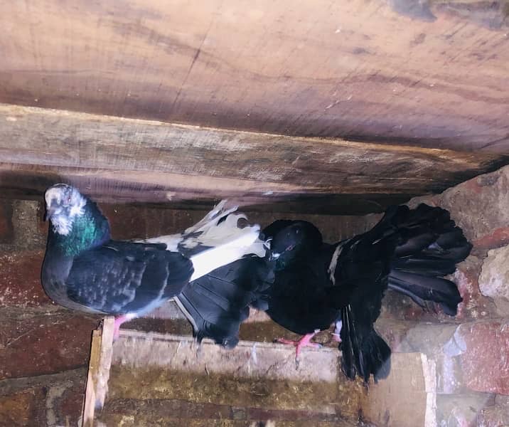 English fantail breeder pair granted 1