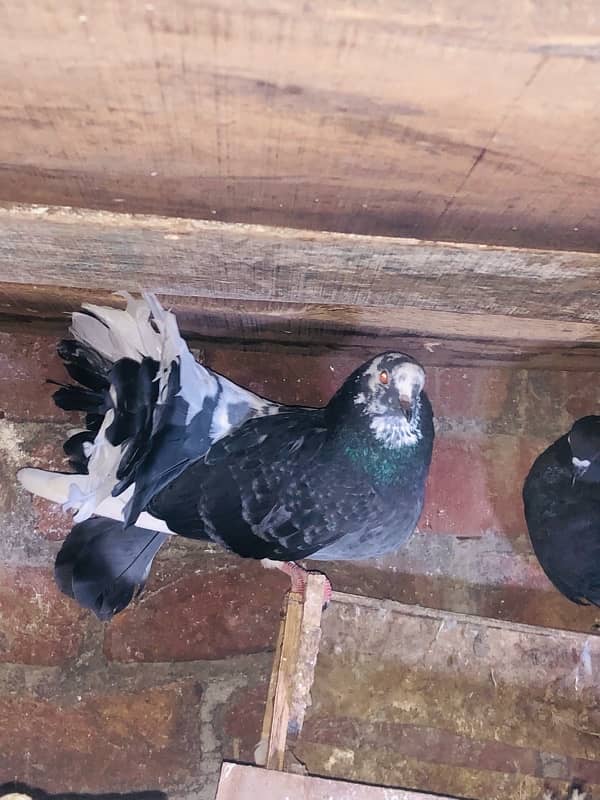 English fantail breeder pair granted 2