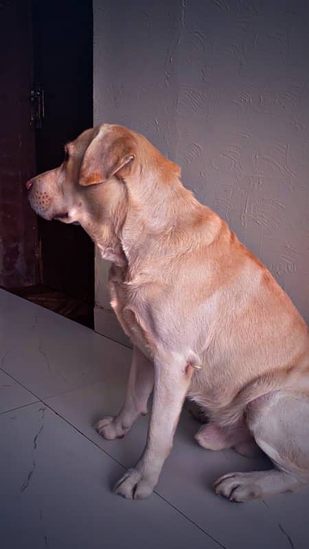 sale american labra 2