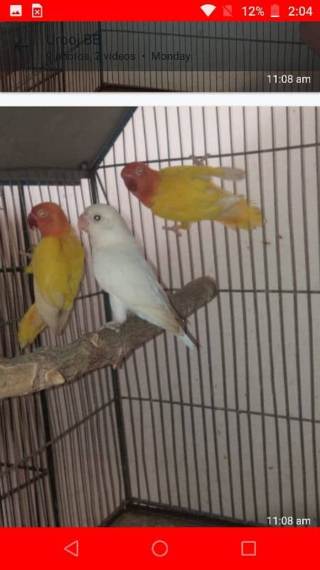 Albino  lotino pasnata available for sale 3