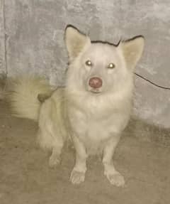 cnfrm breeder male triple coat male.  03316739583