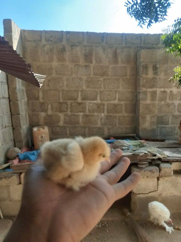 4 rabbit 1 male 4 female , golden. buff chicks 3