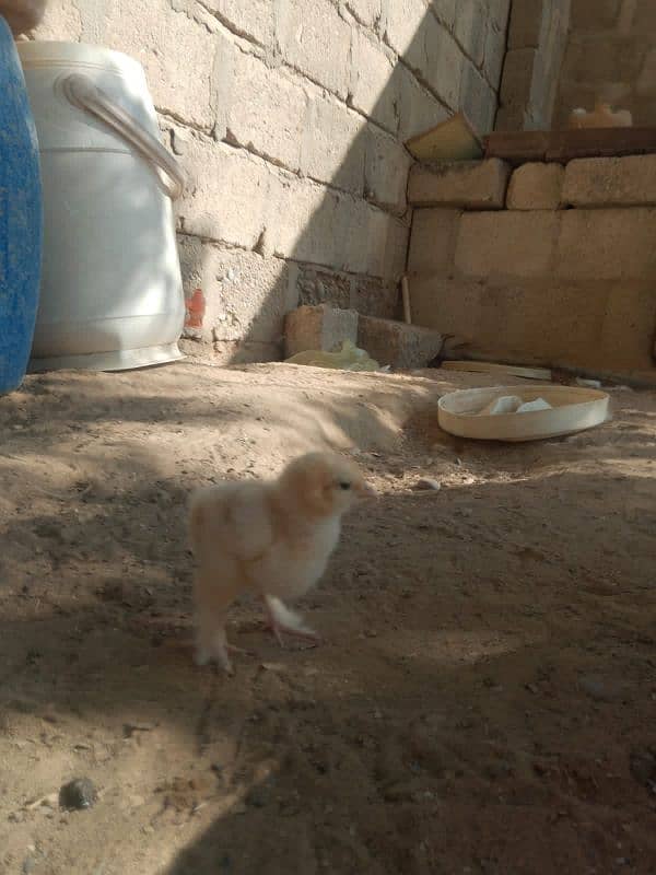 4 rabbit 1 male 4 female , golden. buff chicks 5