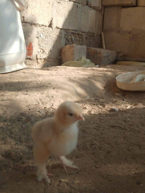 4 rabbit 1 male 4 female , golden. buff chicks 6