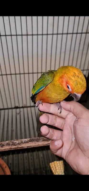 Sun Conure 0