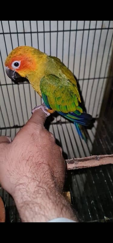 Sun Conure 1