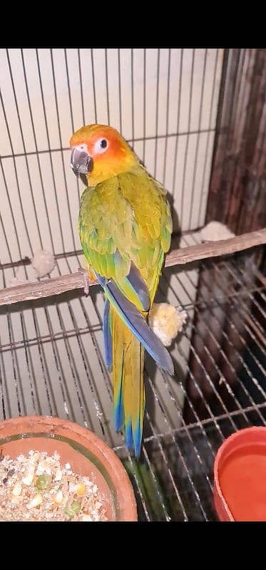 Sun Conure 2