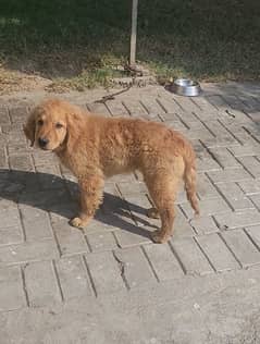 Female Golden Retriever puppy