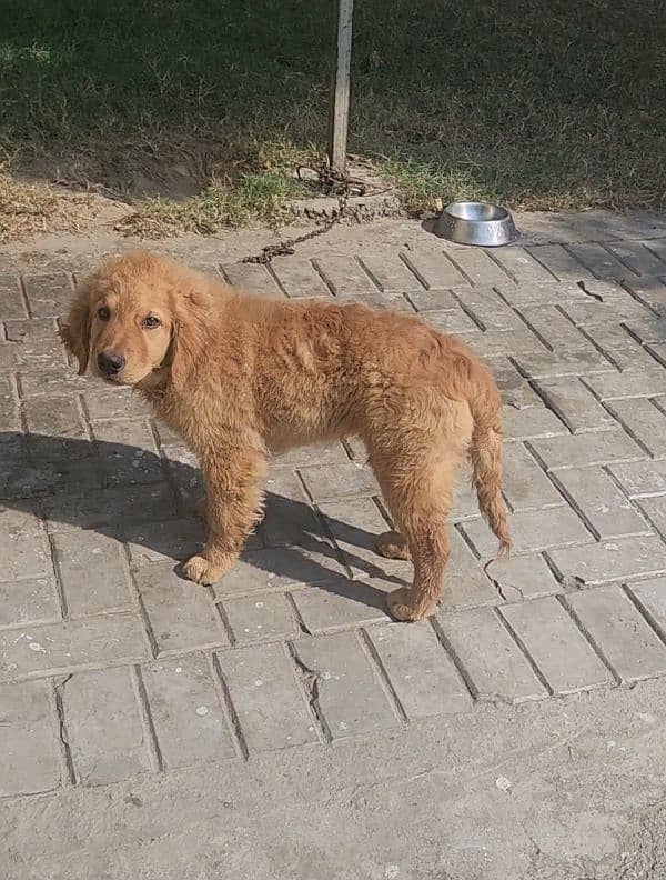 Female Golden Retriever puppy 0