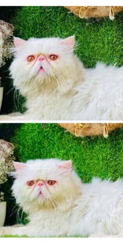 Persian/ cfa line/ kittens / cats / male / female kittens for sale 2