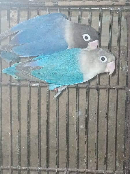 blue pasnata pair 3500 0