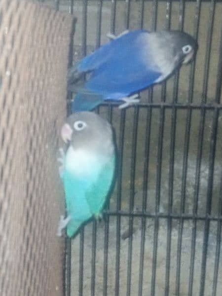 blue pasnata pair 3500 2