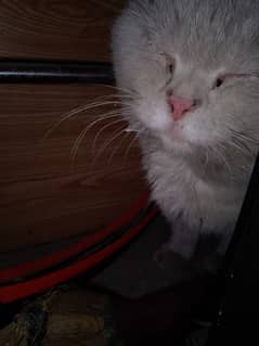 White Persian cat for sell