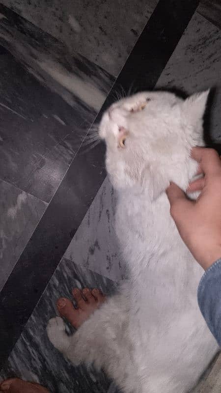 White Persian cat for sell 1