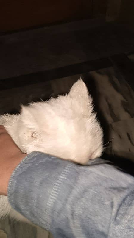 White Persian cat for sell 2