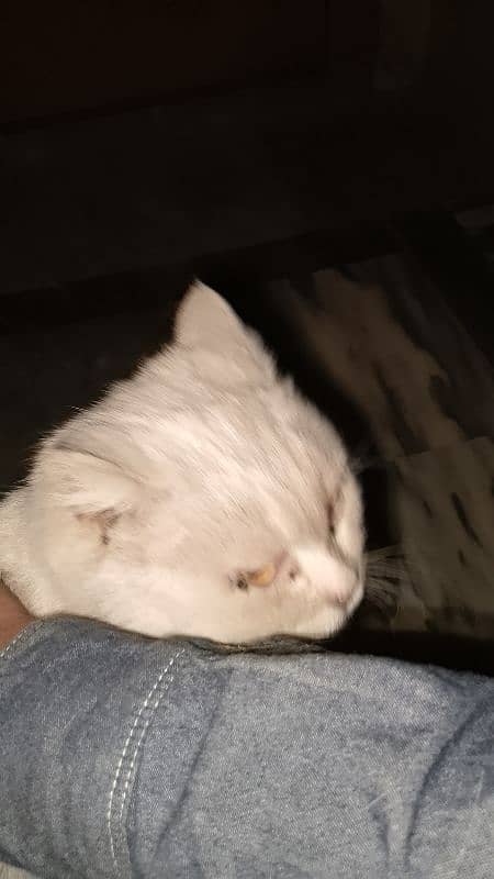 White Persian cat for sell 3