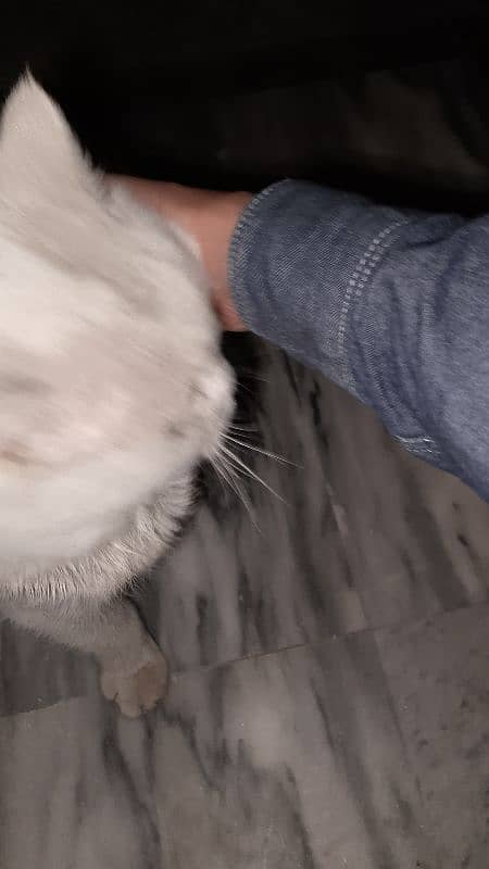 White Persian cat for sell 4