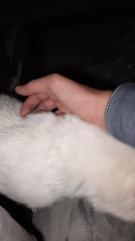 White Persian cat for sell 6