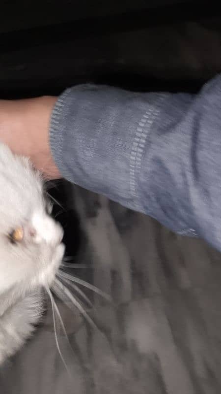 White Persian cat for sell 7