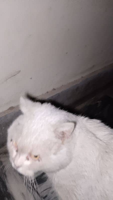 White Persian cat for sell 8