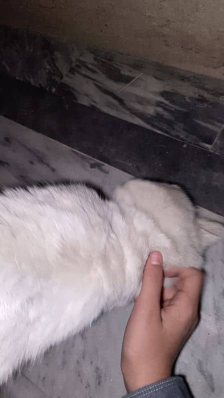 White Persian cat for sell 10