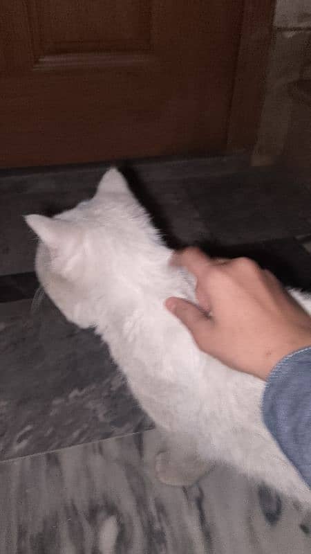 White Persian cat for sell 11