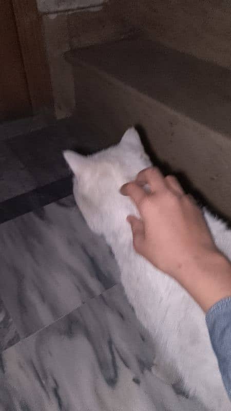 White Persian cat for sell 16