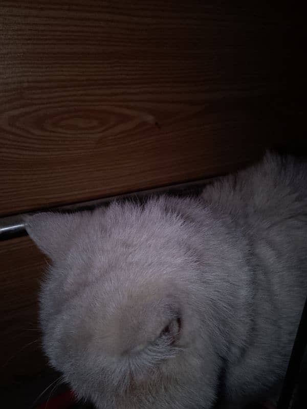 White Persian cat for sell 18