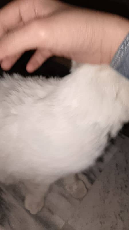 White Persian cat for sell 19