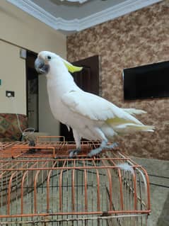 Titron cockatoo very friendly looking for new home