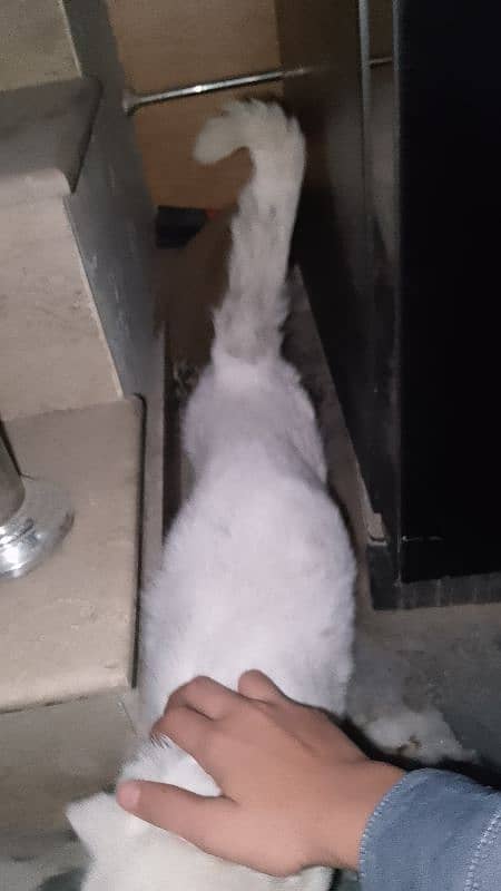 White Persian cat for sell 16