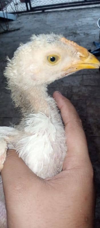 heera croos chicks for sell 9