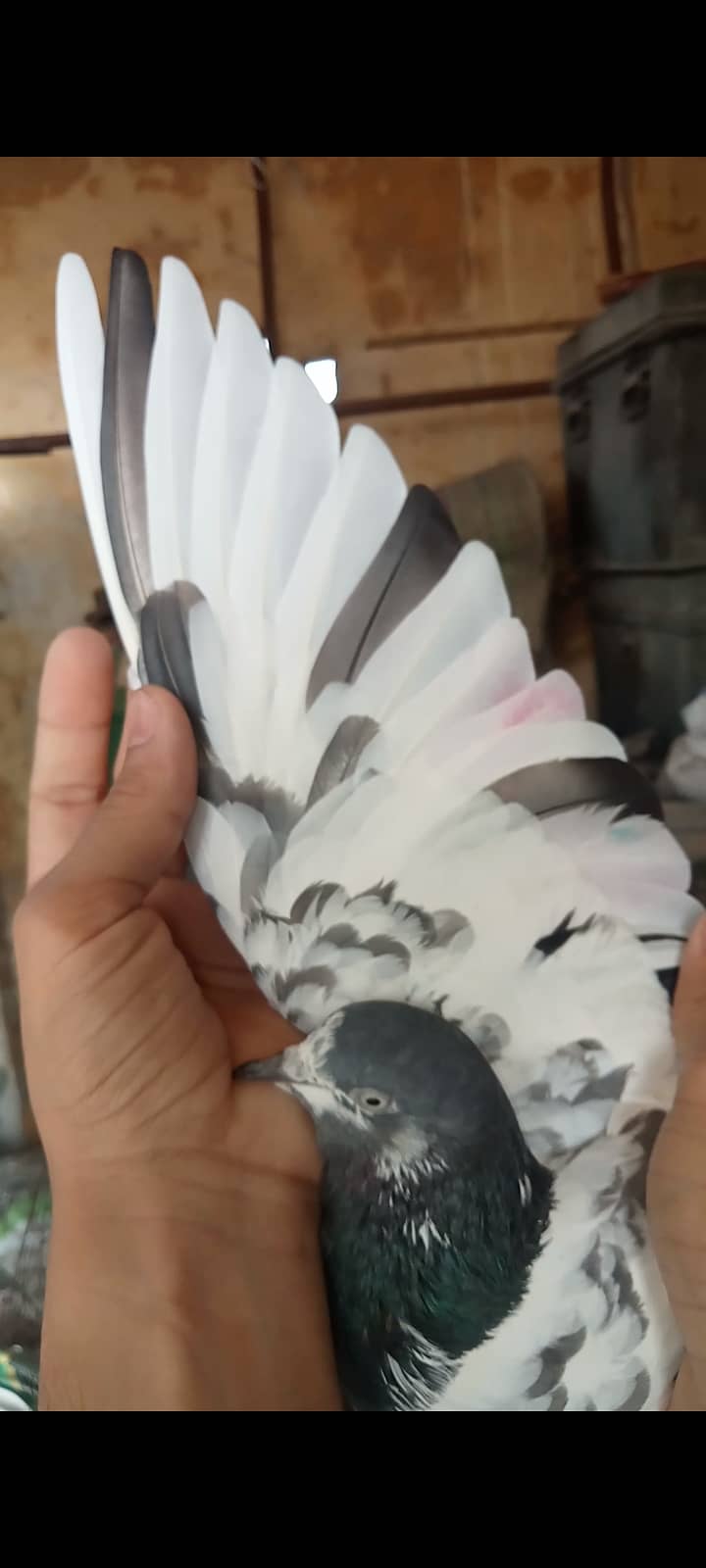 Taddy pigeon 1