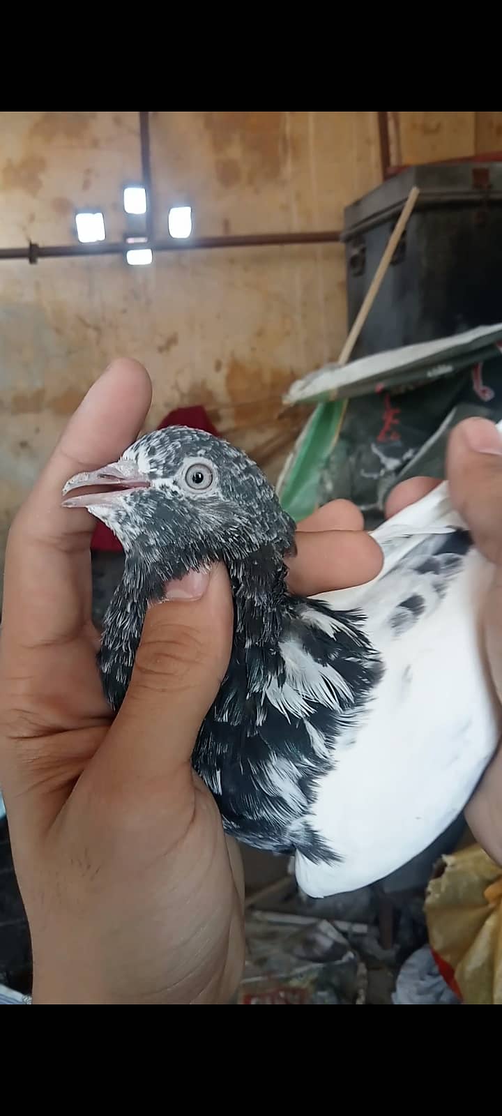 Taddy pigeon 2