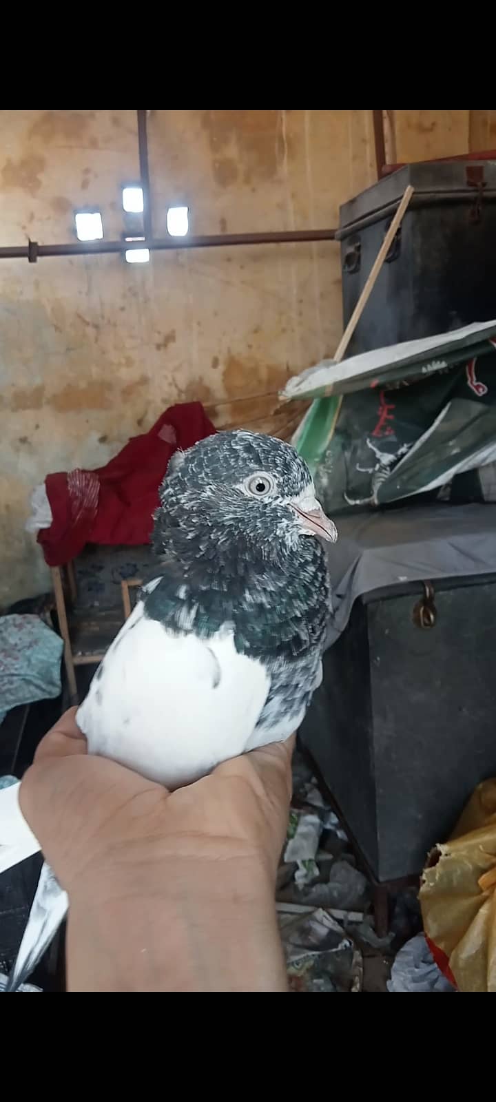 Taddy pigeon 3